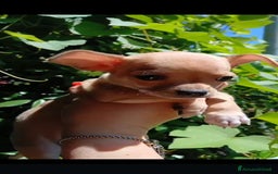 Chihuahua cani in vendita: Chihuahua Cuccioli stupendi a Città metropolitana di Roma Capitale - Immagine 28