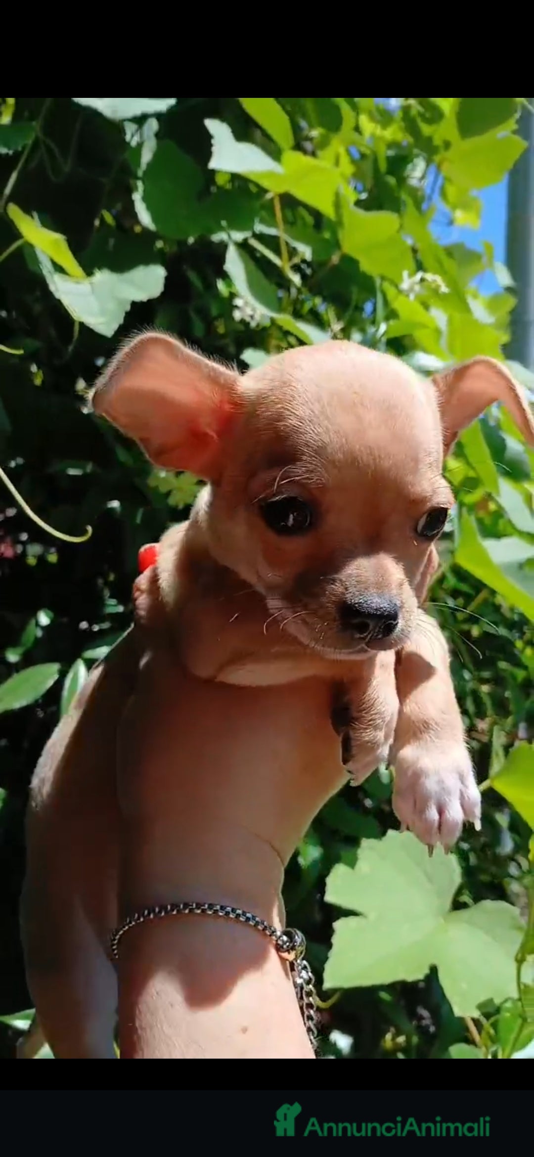 Chihuahua cani in vendita: Chihuahua Cuccioli stupendi a Città metropolitana di Roma Capitale - Immagine 28