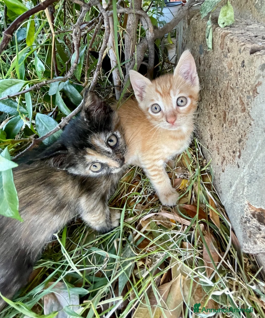 Europeo gatti in regalo: Gattini maschi e femmine  - Annuncio 1