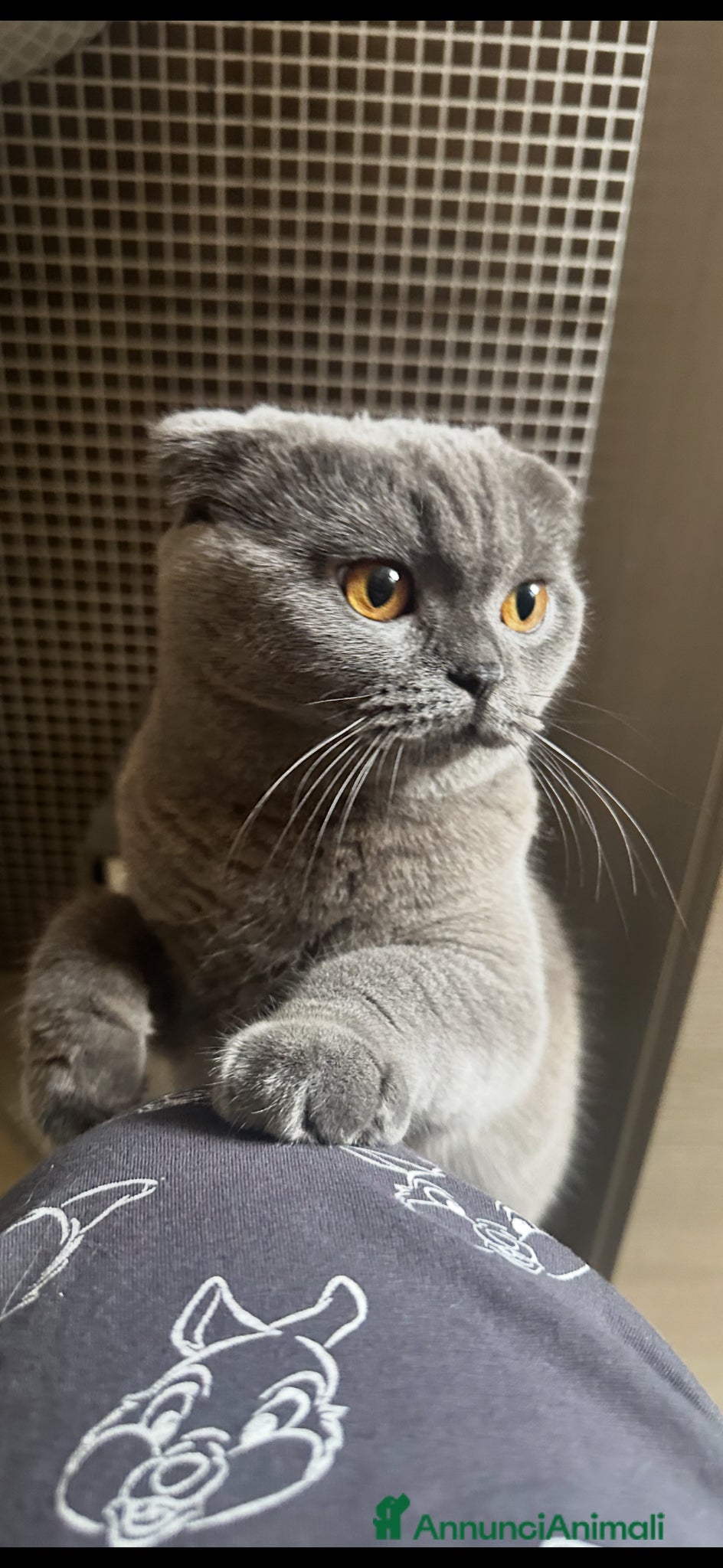Scottish gatti Gatti Scottish Fold e Scottish Straight - Annuncio 2