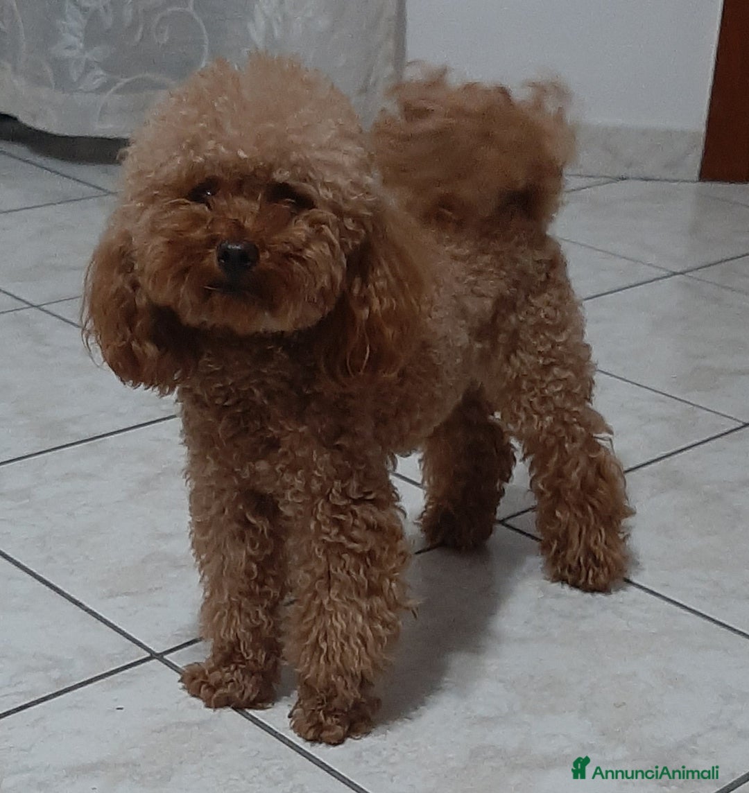 Barboncino cani per accoppiamento: Barboncino Toy Red con Pedigree Enci  - Annuncio 2