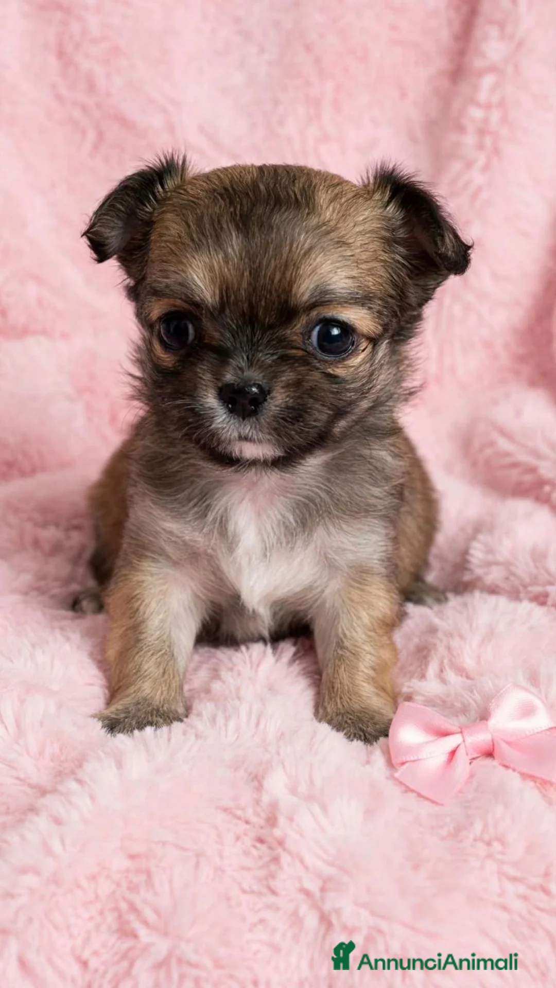 Chihuahua cani in vendita: Femminuccia chihuahua pelo lungo a Provincia di Latina - Annuncio 4