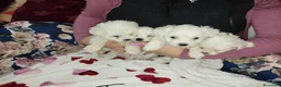 Maltese cani in vendita: Cuccioli maltese - Annuncio 5