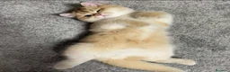 British gatti in vendita: Splendidi cuccioli di british shorthair golden  - Annuncio 3