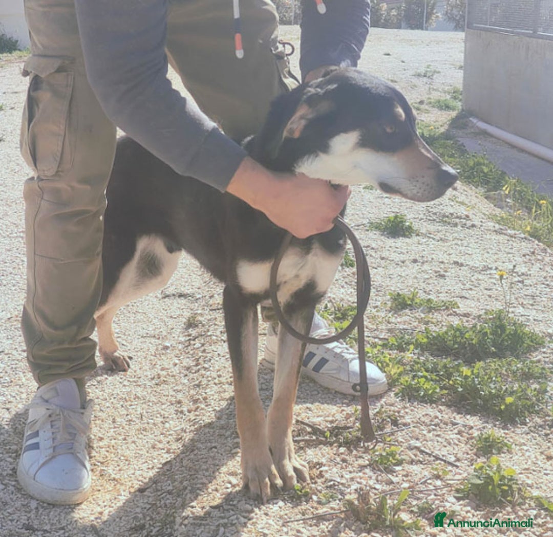 Altre razze cani in regalo: glick e giove - Annuncio 4