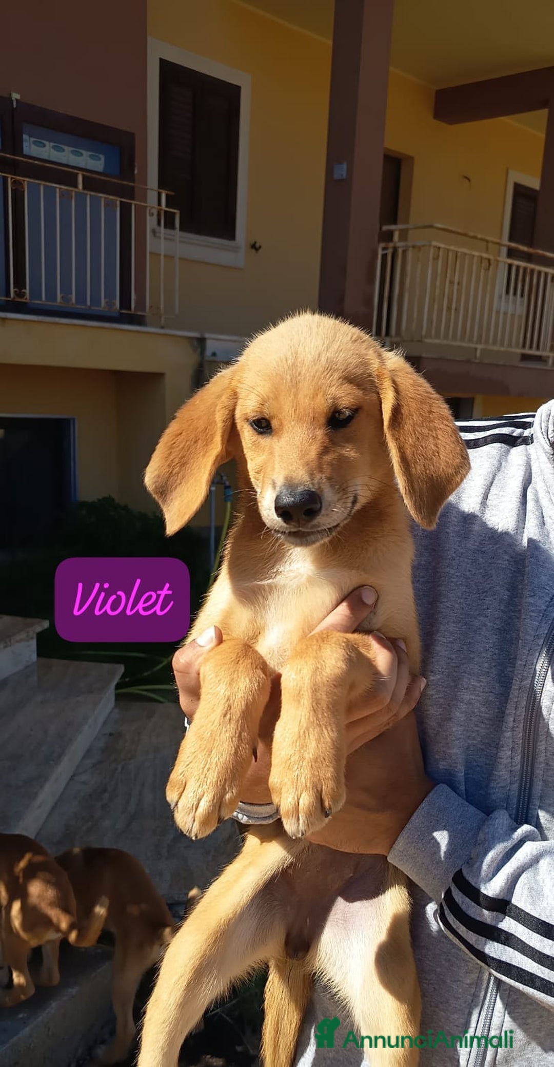 Meticcio cani in regalo: 5 cuccioli per 5 famiglie - Annuncio 6