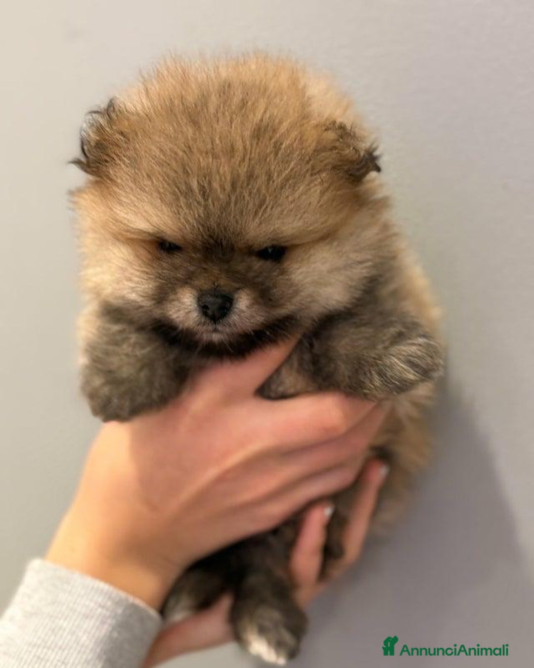 Volpino Pomerania cani in vendita: Bellissimi cuccioli di Pomerania di razza pura  - Annuncio 8