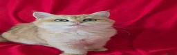 Scottish gatti in vendita: Scottish Straight  - Annuncio 4