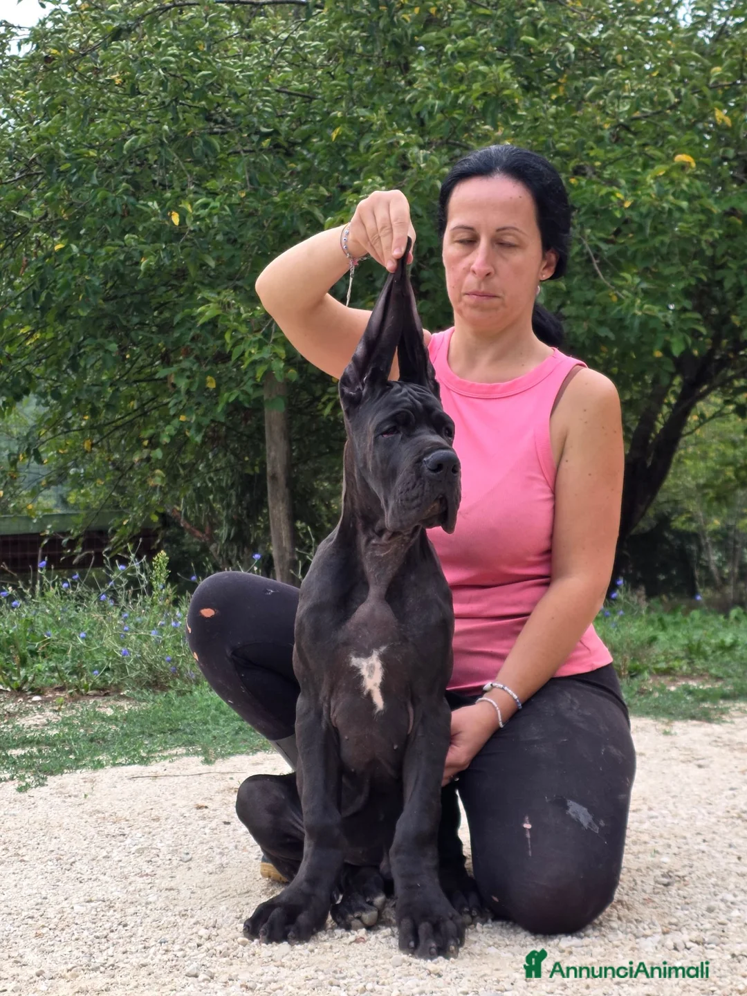 Alano cani in vendita: Alani cucciolo nero  - Annuncio 5