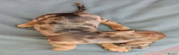 Bassotto cani in vendita: Bassotto arlecchino cioccolato  - Annuncio 5