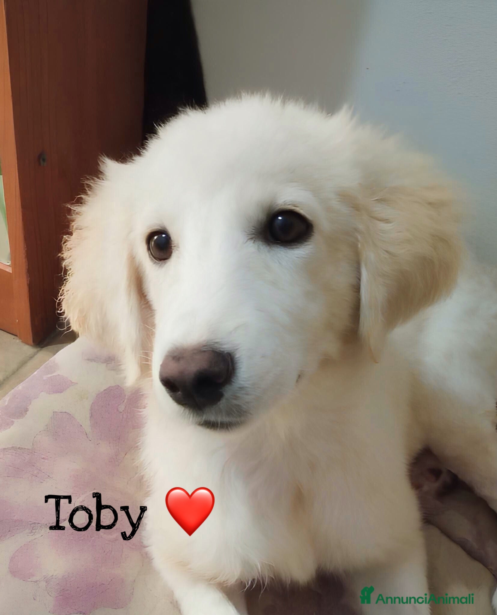 Altre razze cani Toby splendido mix golden cerca casa - Annuncio 36