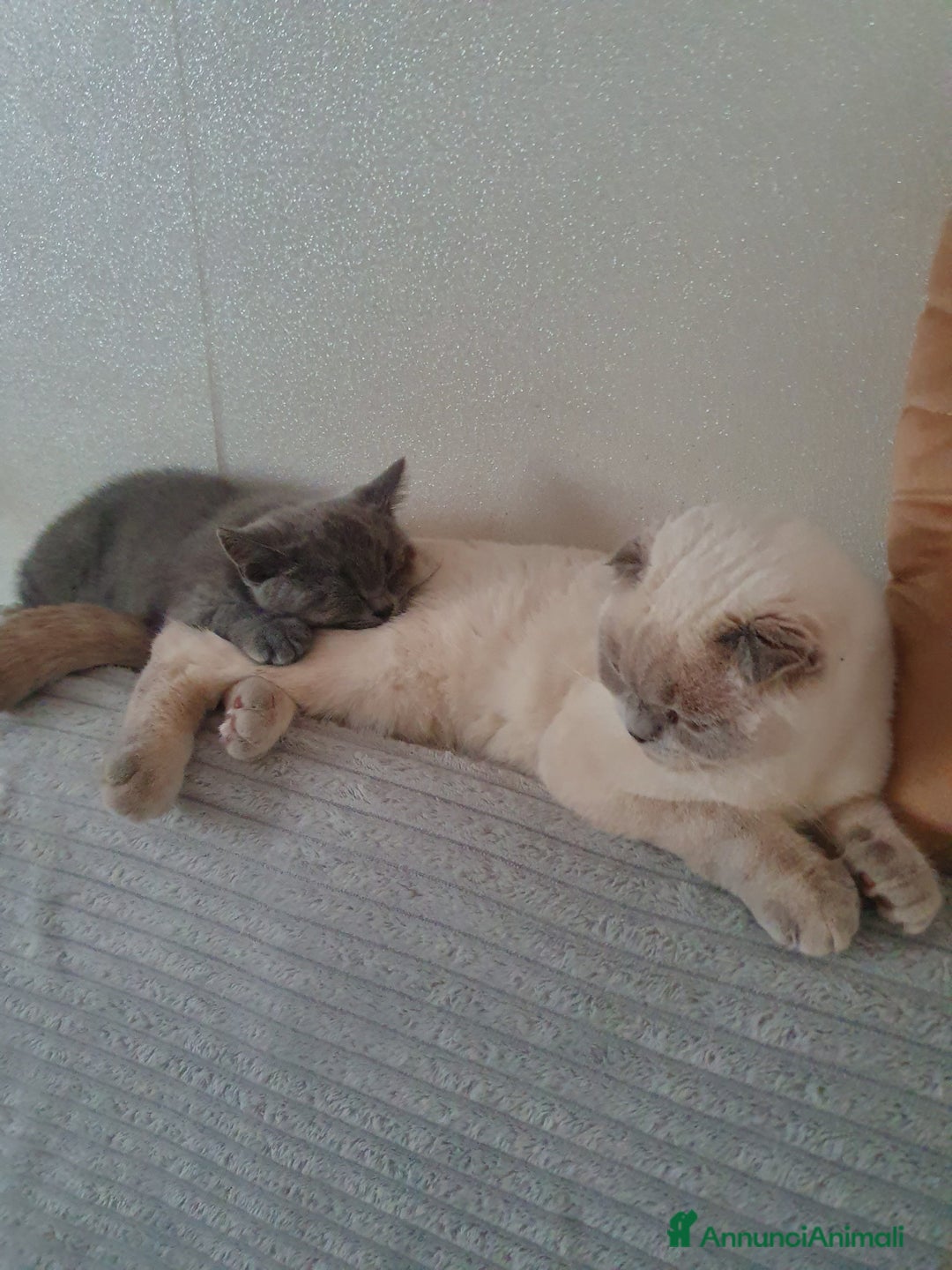 Scottish gatti in vendita: Scottish fold e straight  a Provincia di Frosinone - Immagine 11