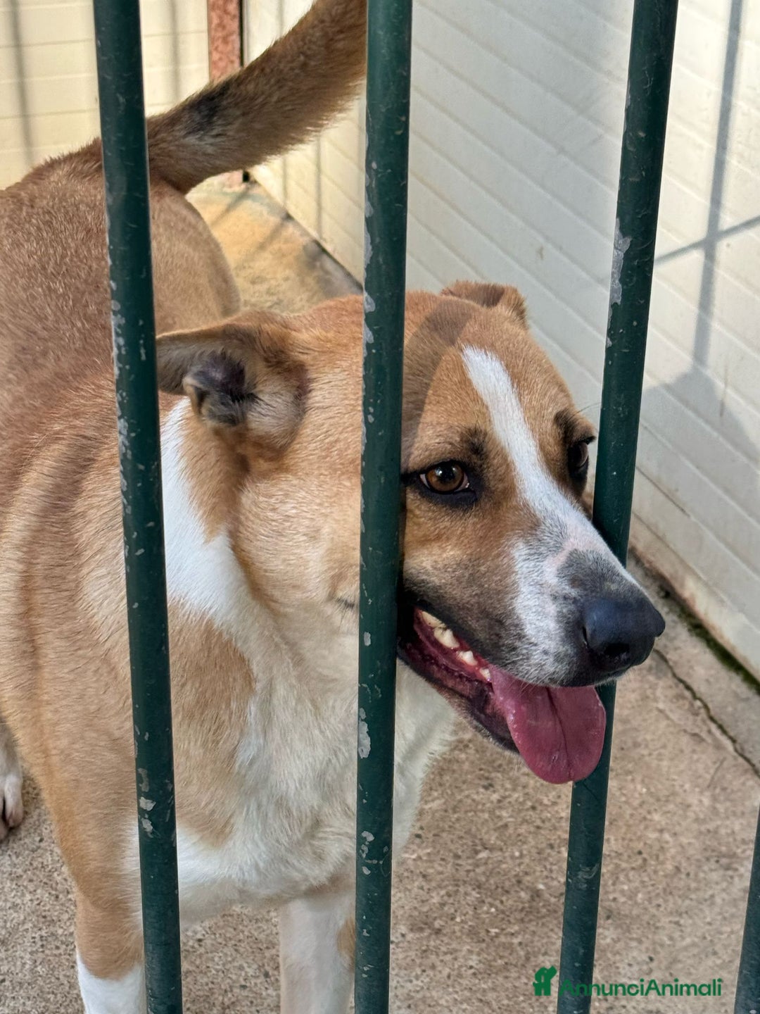 Meticcio cani in regalo: Splendida meticcia - MILLIE a Città metropolitana di Milano - Annuncio 5