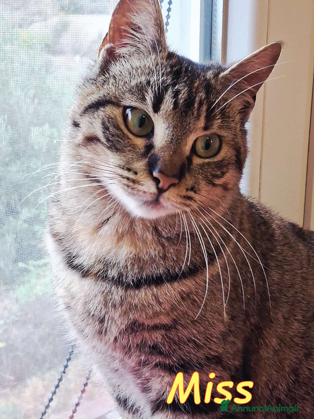 Europeo gatti in regalo: MISS  UNA TIGRATINA DA CONCORSO DI BELLEZZA - Annuncio 4