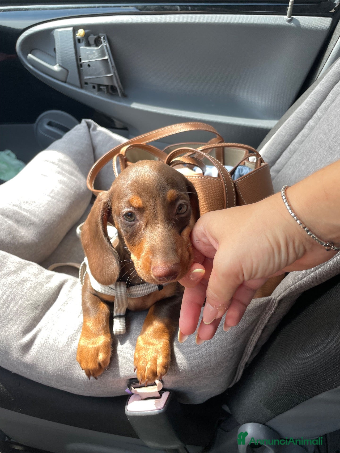 Bassotto Nano cani Bassotto cioccolato nano  - Annuncio 7