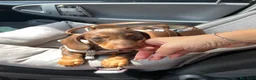 Bassotto Nano cani in vendita: Bassotto cioccolato nano  a Città metropolitana di Milano - Annuncio 1