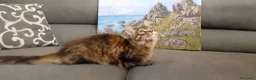 Maine Coon gatti in vendita: Cucciola Maine Coon - Annuncio 5