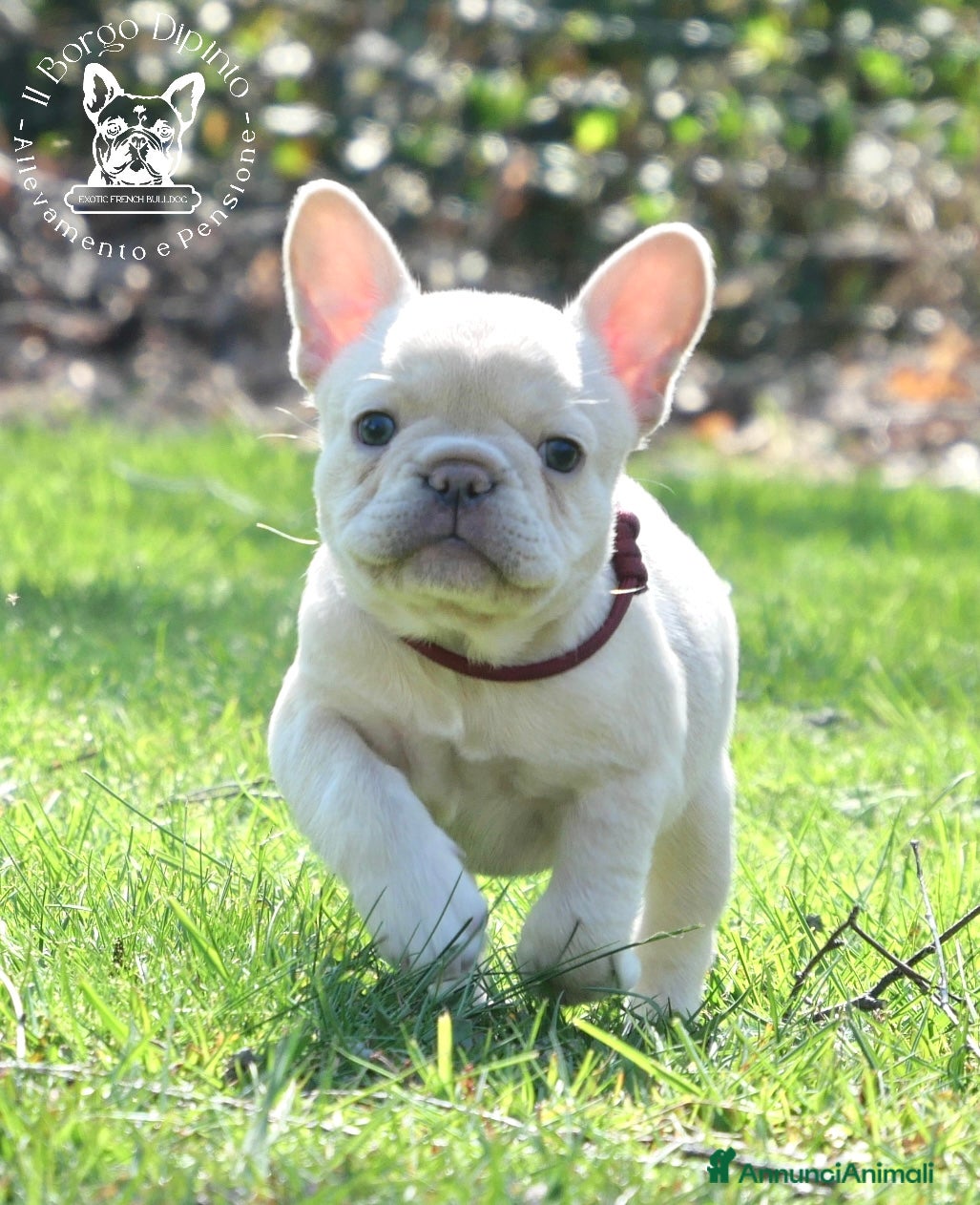 Bulldog Francese cani Cuccioli bulldog francese  - Annuncio 2