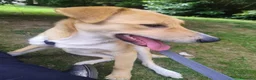 Meticcio cani in regalo: Dolly dolcissima cucciola a Città metropolitana di Milano - Annuncio 8