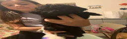 Barboncino cani in vendita: Ultimo cucciolo di barboncino total Black! - Annuncio 2