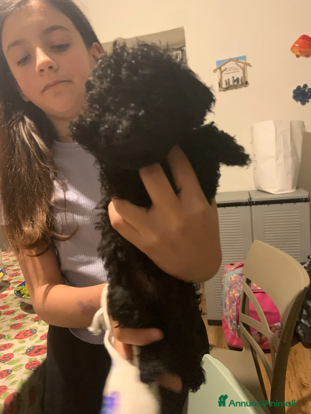 Barboncino cani in vendita: Ultimo cucciolo di barboncino total Black! - Annuncio 2
