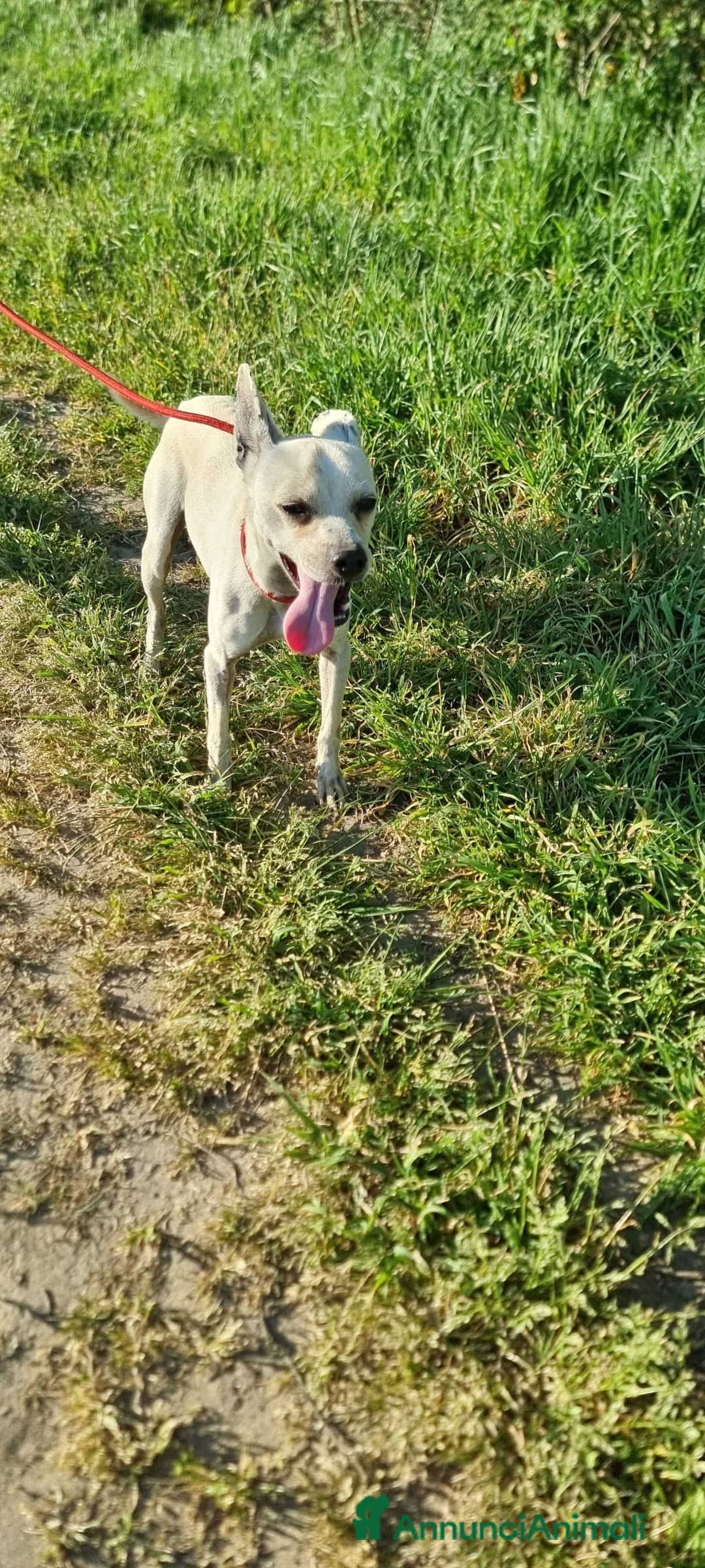 Meticcio cani in regalo: FIGARÒ 💙-soli 6kg, cerca di nuovo casa per sempre a Provincia di Pavia - Annuncio 2
