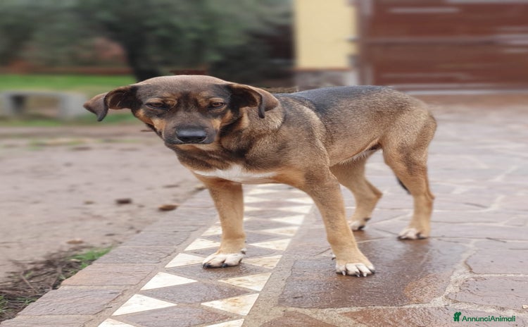 Meticcio cani a Pomezia - Annuncio 7