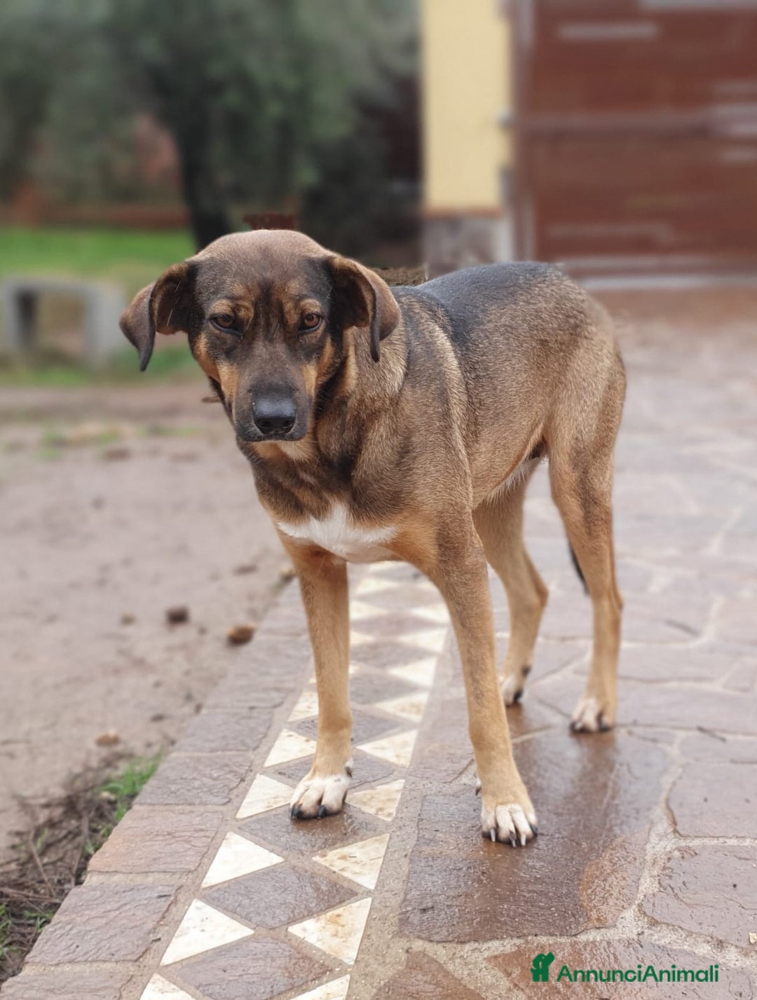 Meticcio cani in regalo: MINA una vita difficile dea raccontare a Pomezia - Annuncio 1