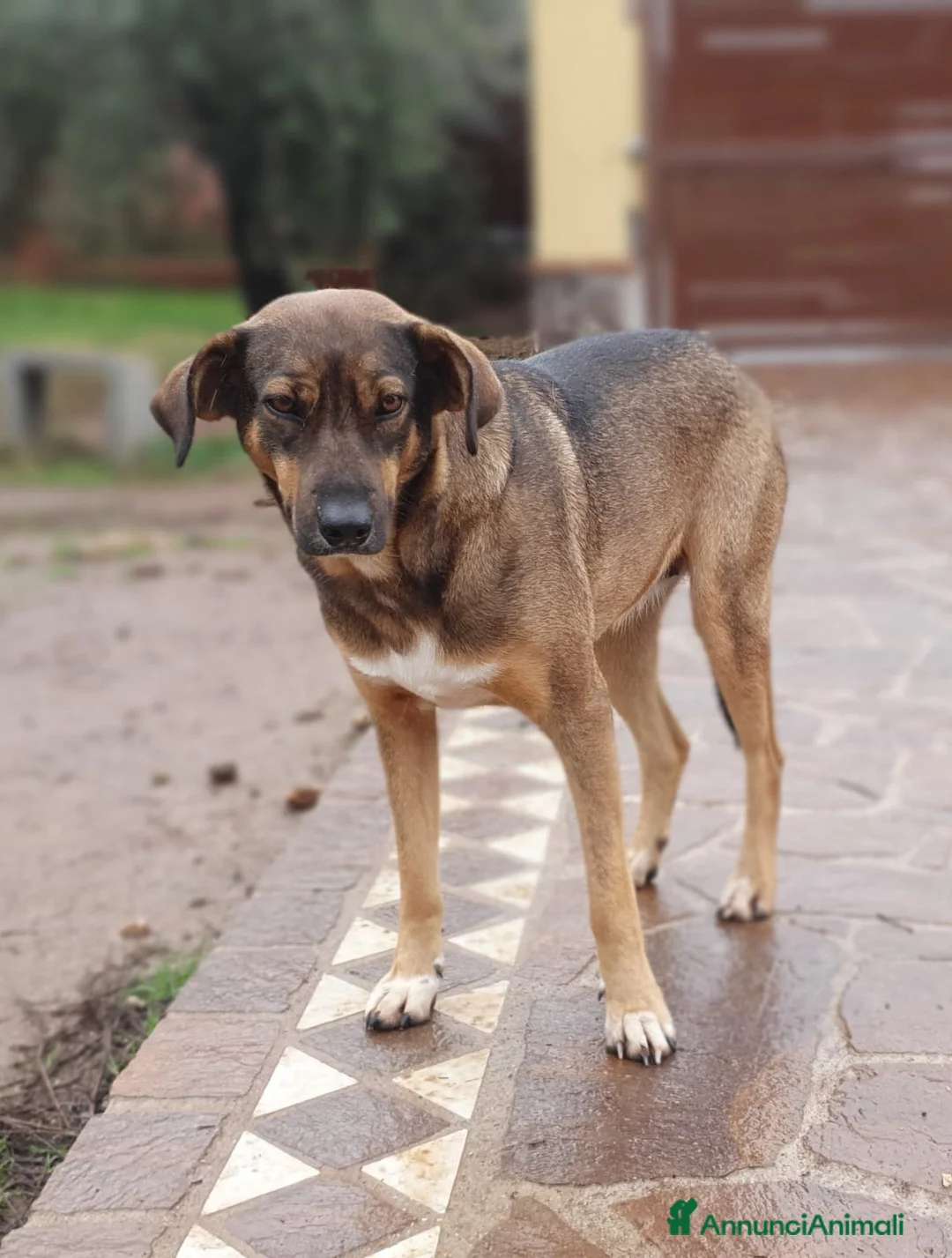 Meticcio cani in regalo: MINA una vita difficile dea raccontare a Pomezia - Annuncio 1