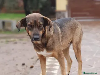 Meticcio cani MINA una vita difficile dea raccontare a Pomezia - Annuncio 37