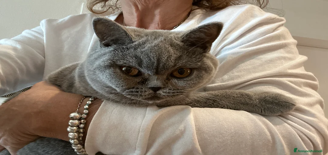 Immagine della galleria {{count}}