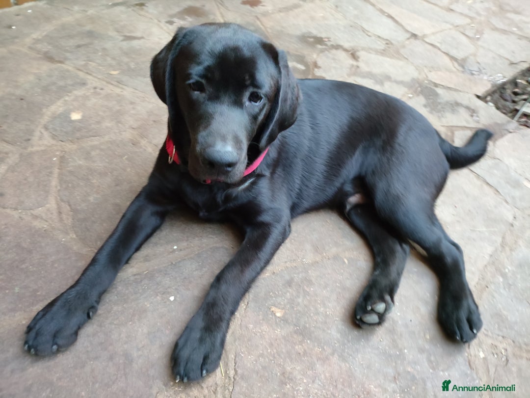 Labrador cani in vendita: Labrador  - Annuncio 7