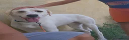 Meticcio cani in regalo: Kinder e Kira: giovani adozione di coppia  - Annuncio 30
