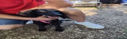 Meticcio cani in regalo: KEYLI cucciola taglia medio piccola - Annuncio 2