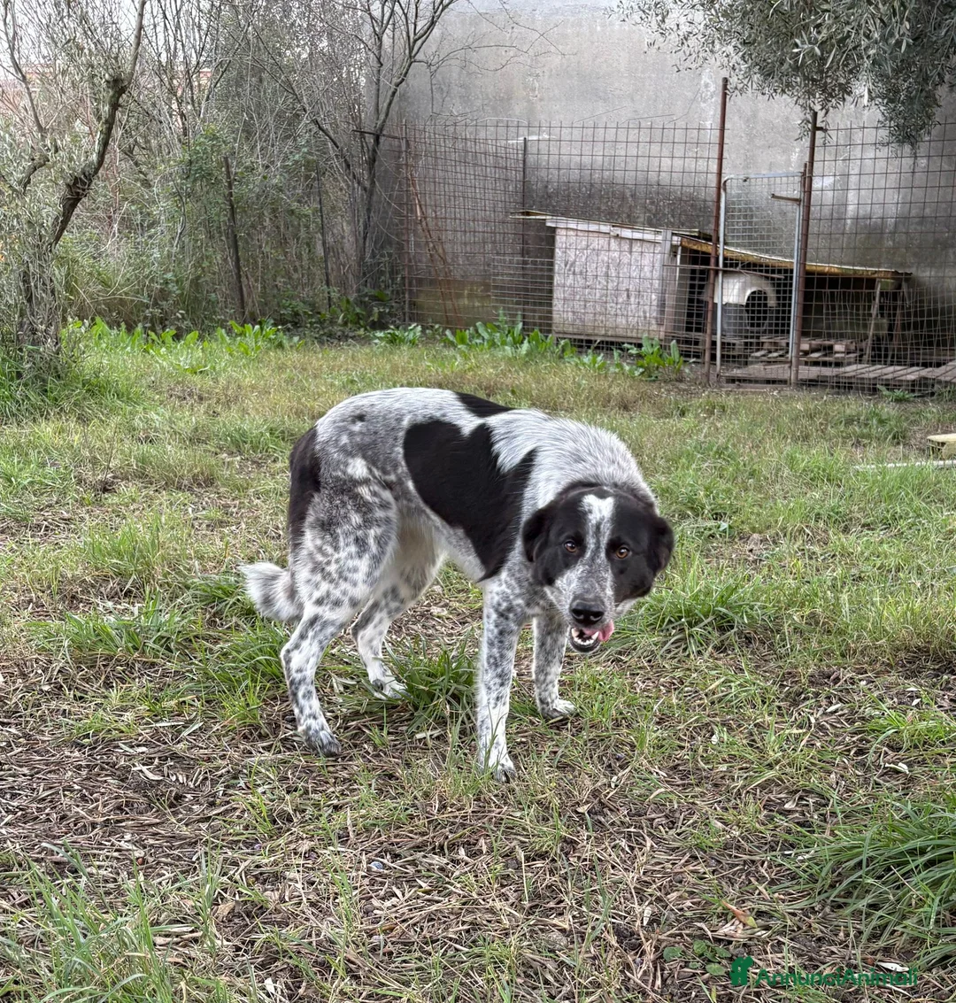 Meticcio cani in regalo: SERENA 🩷-bellissima cucciola di 1 anno, cerca 🏡  - Annuncio 4