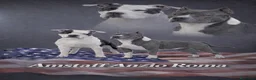 American Staffordshire cani in vendita: Amstaff cuccioli blu - Annuncio 2