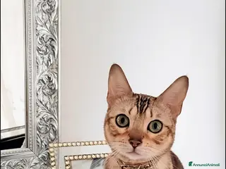 Bengala gatti Gatta bengala Flor - Annuncio 6