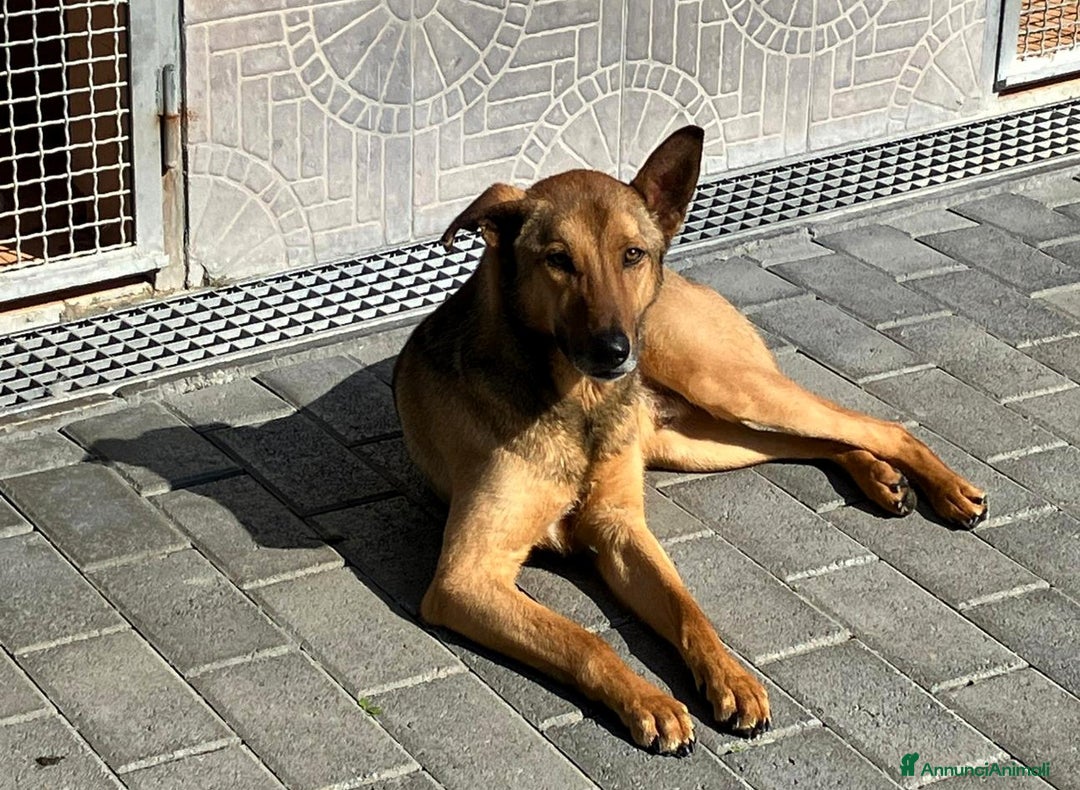 Affenpinscher cani in regalo: ULISSE LUPETTO - Annuncio 8