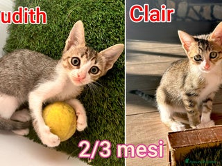 Altre razze gatti TANTI GATTINI DA ADOTTARE! - Annuncio 11