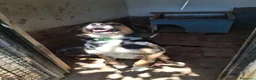 Meticcio cani in regalo: Gigio: 2 anni, socievole, equilibrato - Annuncio 6
