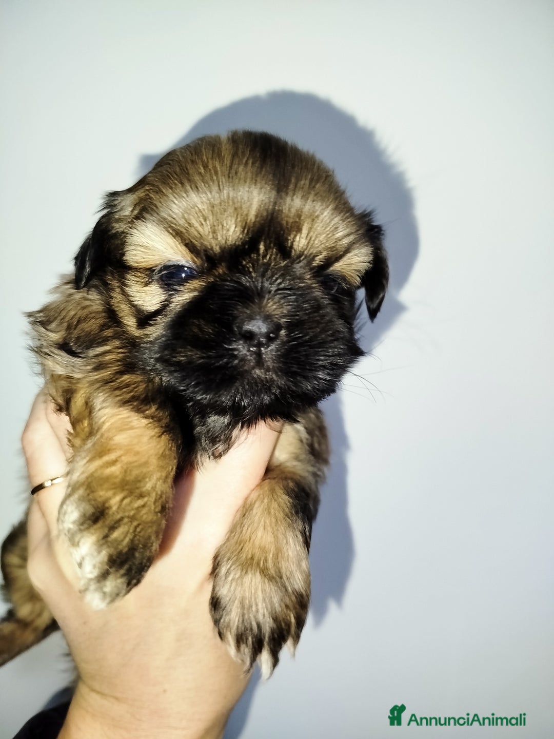 Shih Tzu cani in vendita: Cucciola di Shih Tzu Shitzu pedigree Enci  - Annuncio 2