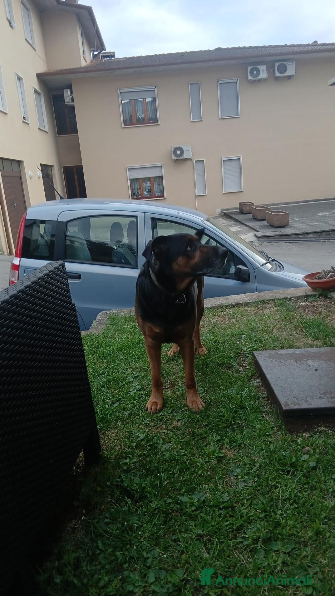 Meticcio cani Lappo - Annuncio 39