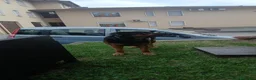 Meticcio cani in regalo: Lappo a Provincia di Vicenza - Annuncio 1