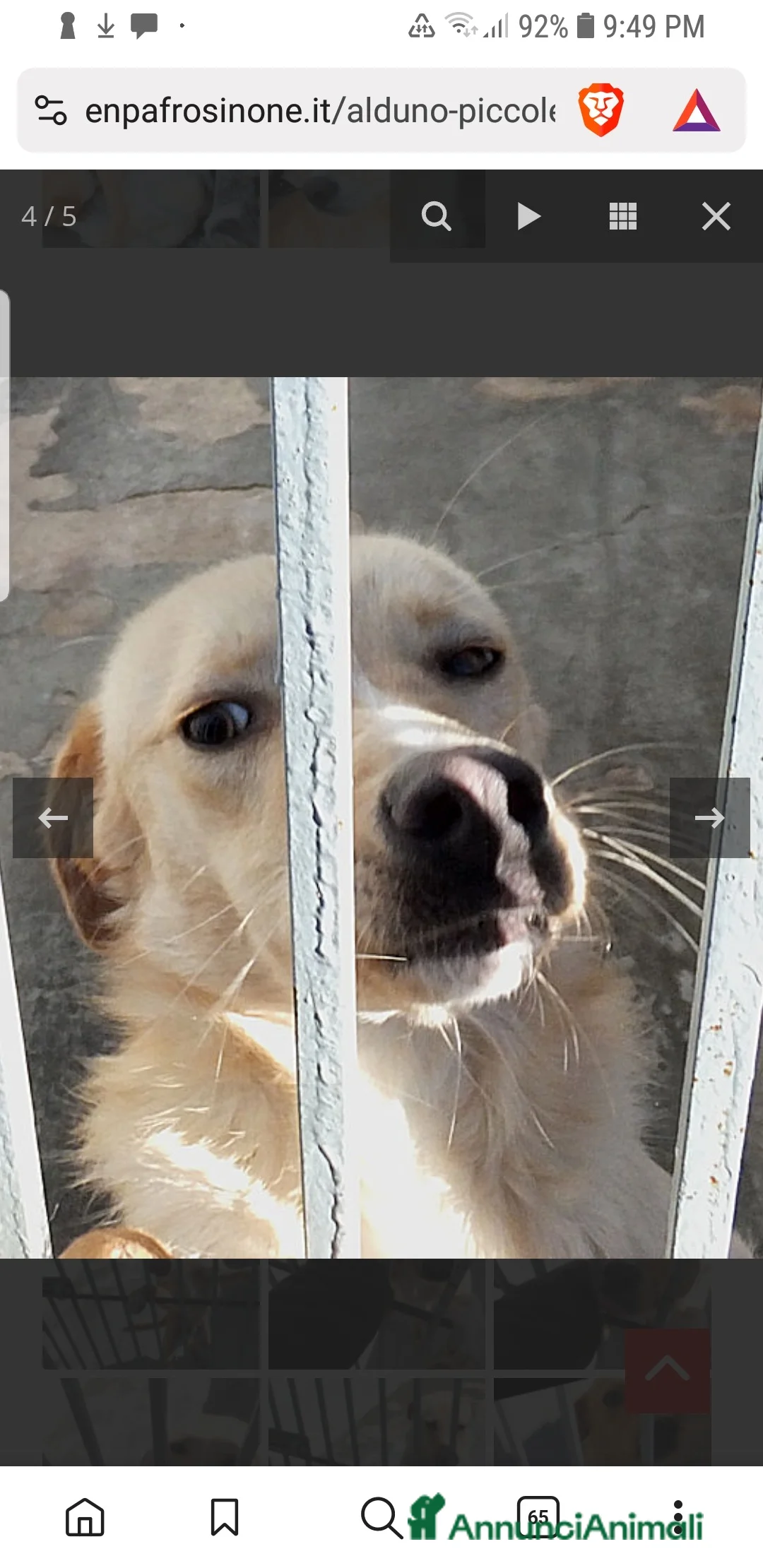 Meticcio cani in regalo: ADOZ.DEL CUORE: abbandonato a 3m,sempre in canile! - Annuncio 5