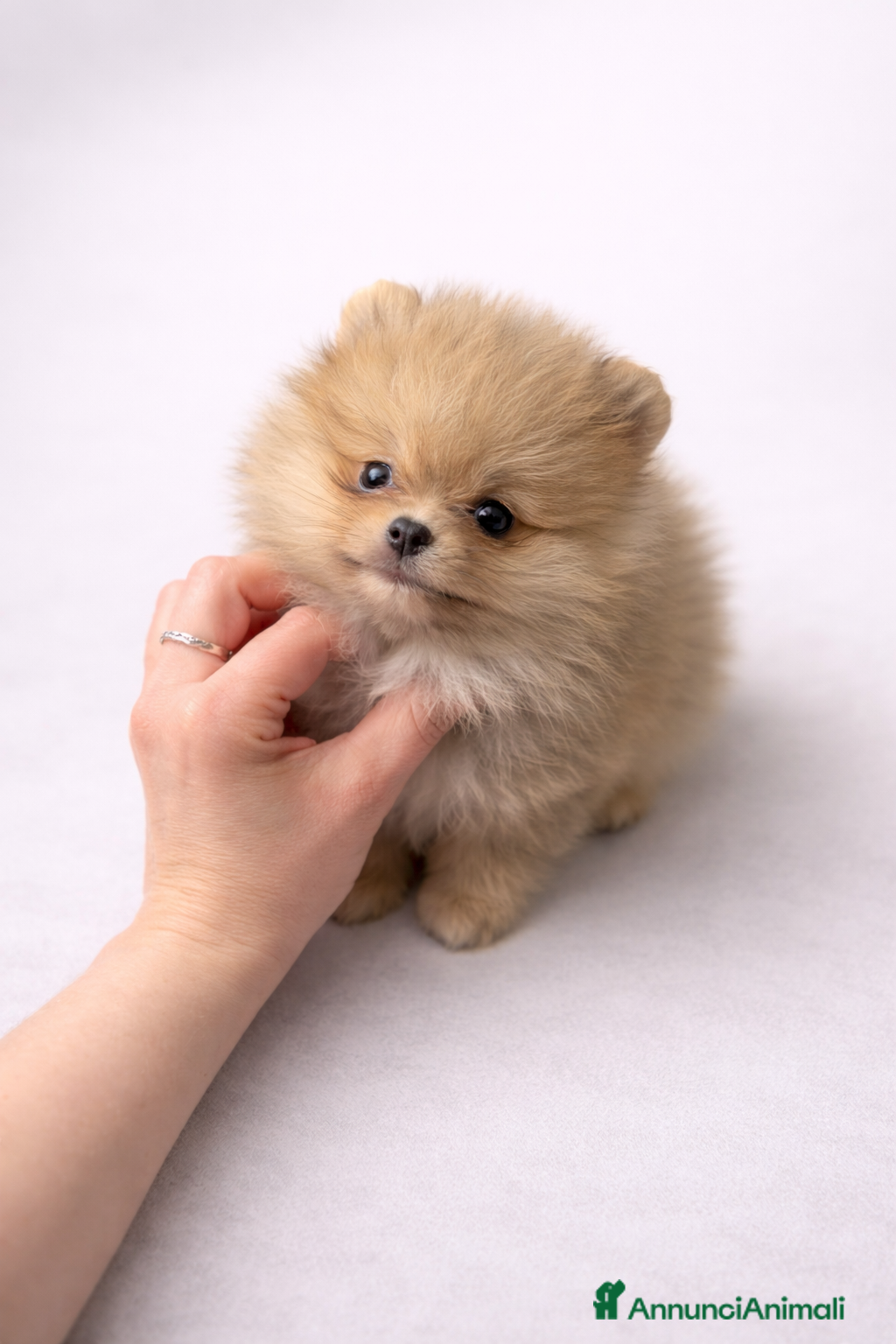 Volpino Pomerania cani Cuccioli Spitz Tedesco Nano- Pomerania  - Annuncio 1