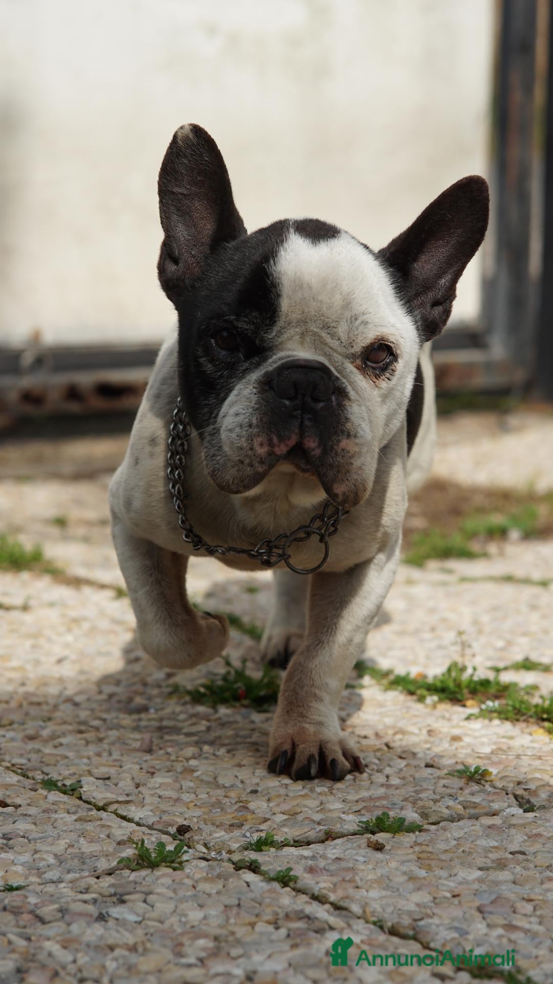 Bulldog Francese cani Ettore cerca fidanzata - Annuncio 5