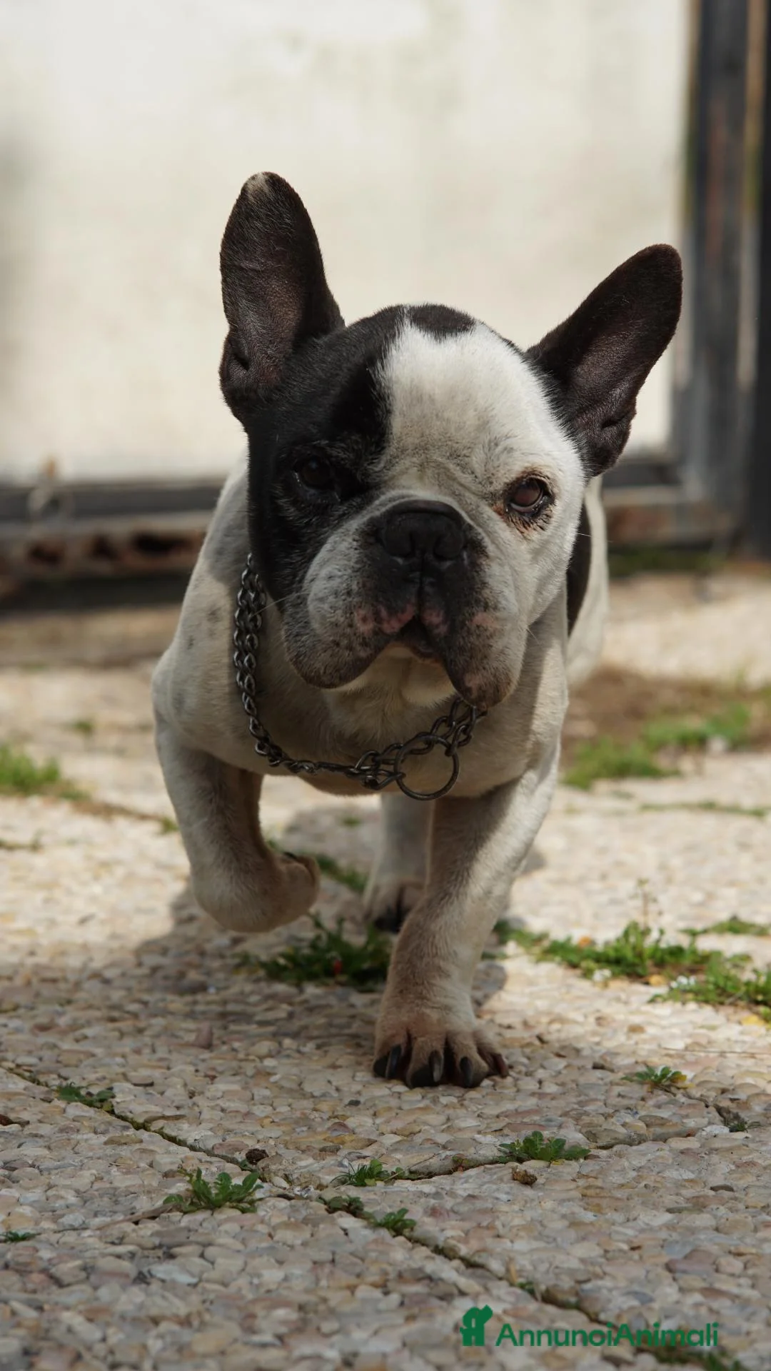 Bulldog Francese cani per accoppiamento: Ettore cerca fidanzata a Città metropolitana di Roma Capitale - Annuncio 1