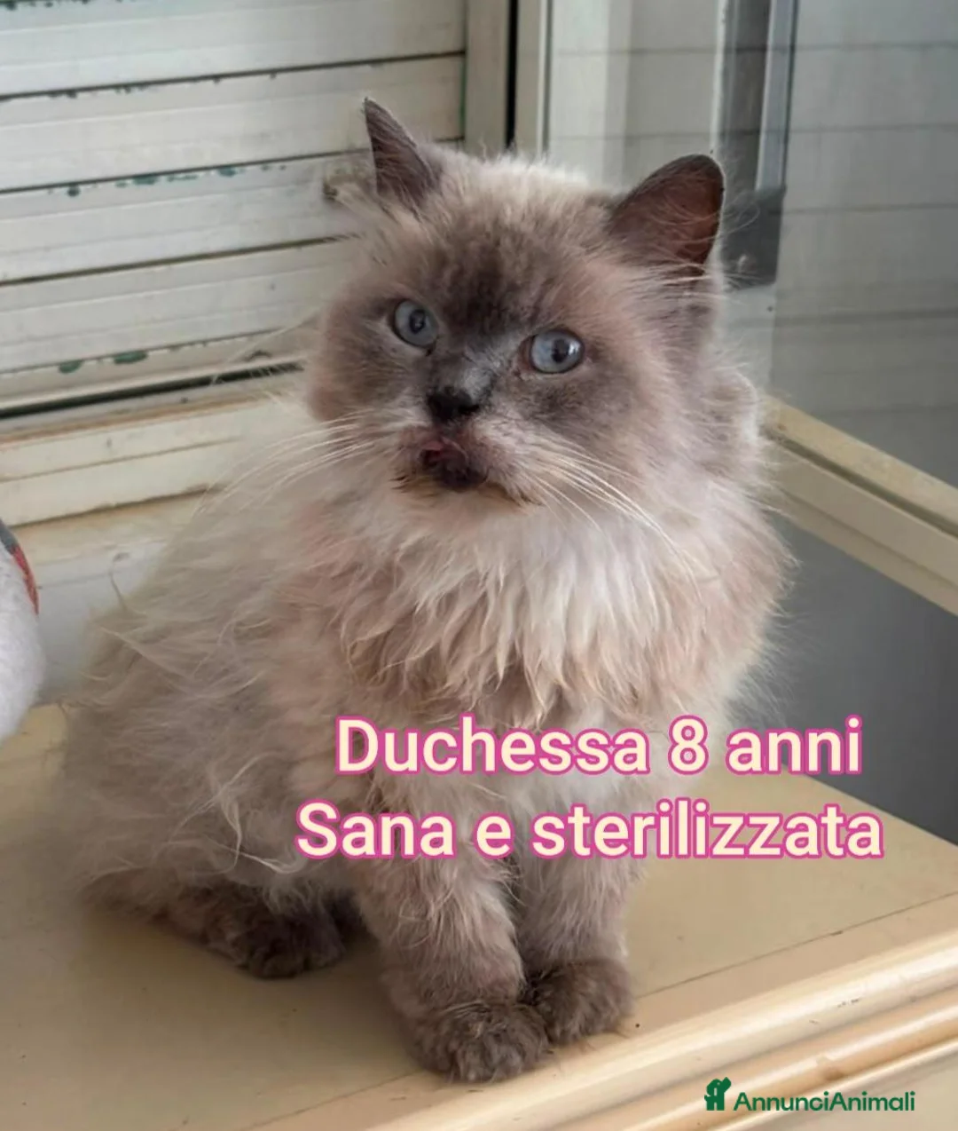 Altre razze gatti in regalo: GATTINI SOLI ED ESCLUSI DA TUTTI a Città Metropolitana di Genova - Annuncio 2