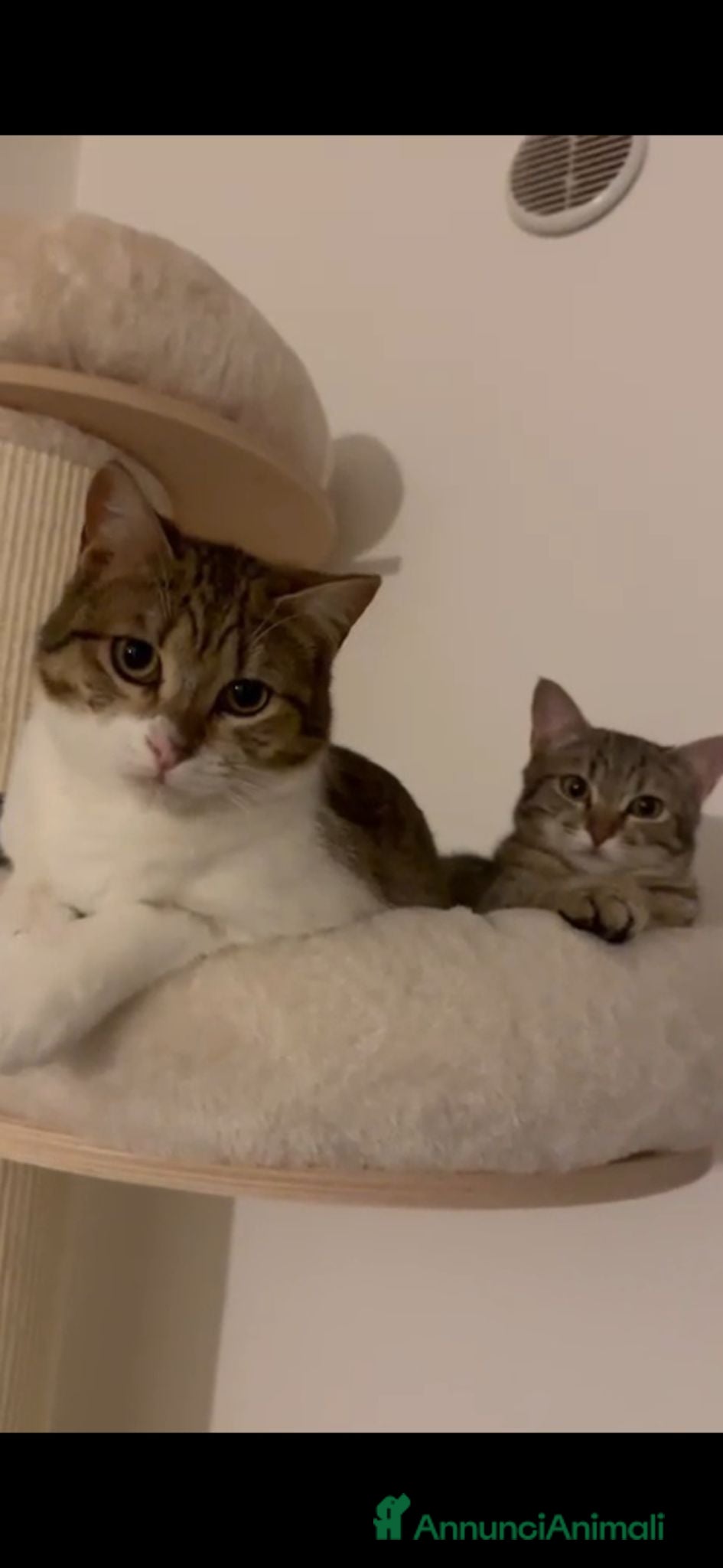Altre razze gatti GATTINE DATE VIA DALLA LORO FAMIGLIA  - Annuncio 1