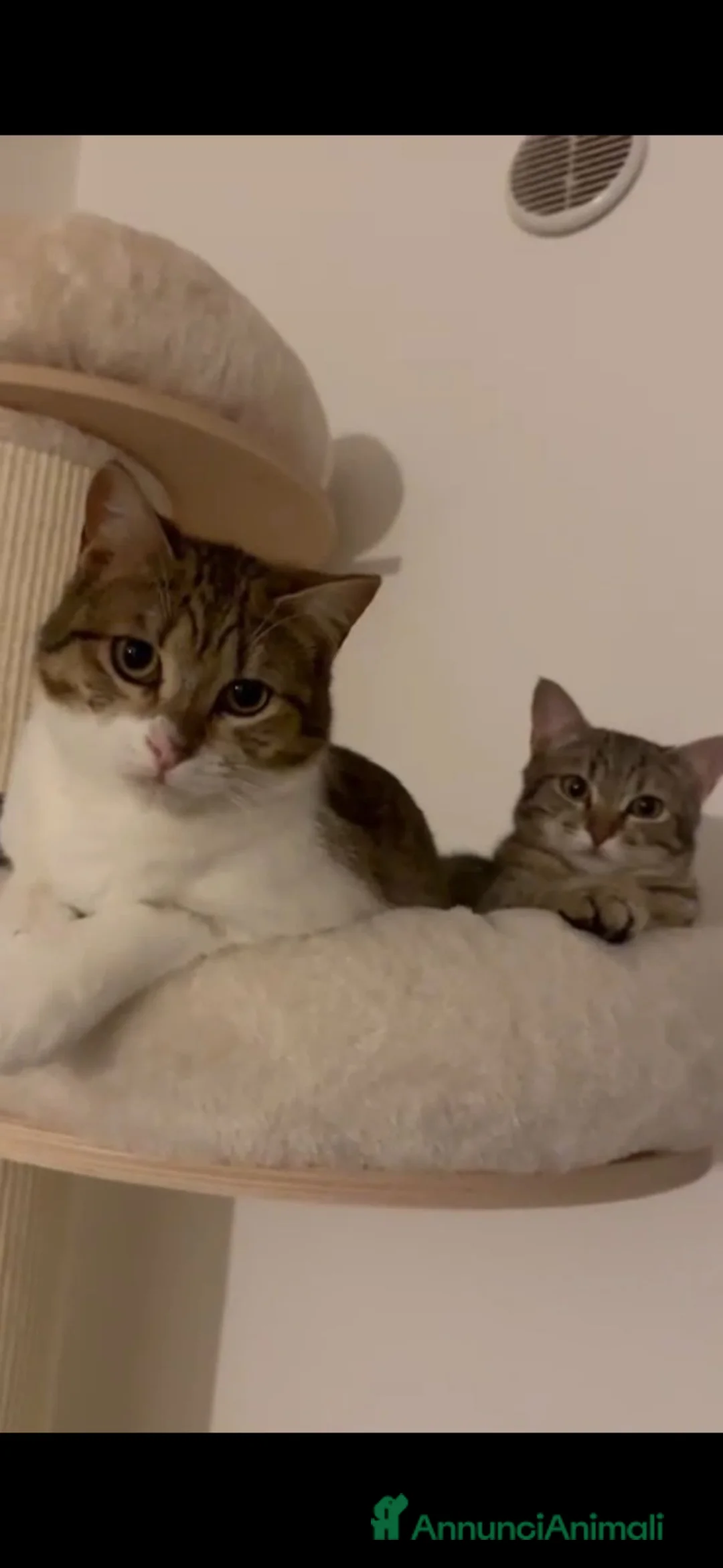 Altre razze gatti in regalo: GATTINE DATE VIA DALLA LORO FAMIGLIA  a Provincia di Pistoia - Annuncio 1